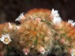 Mammillaria_carmenae